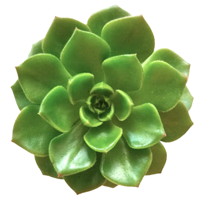 Echeveria Letizia